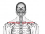 Transparente menschliche Silhouette und Skelett mit detailliertem Schlüsselbeinknochen, Computerillustration. — Stockfoto