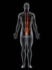 Männlicher Körper mit sichtbarem farbigen Longissimus-Brustmuskel, Computerillustration. — Stockfoto