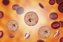 Plasmodium malariae protozoaires dans les vaisseaux sanguins, illustration par ordinateur . — Photo de stock