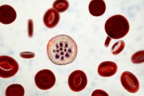 Plasmodium vivax Protozoen innerhalb roter Blutkörperchen, digitale Illustration. — Stockfoto