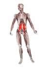 Physical male figure with detailed Psoas major muscle, digital illustration. — Stock Photo