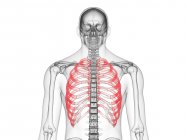 Silhueta masculina abstrata com costelas visíveis, ilustração computadorizada . — Fotografia de Stock