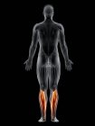 Чоловіче тіло з видимим кольоровим м'язами Soleus, комп'ютерна ілюстрація . — стокове фото