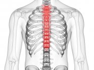 Абстрактний чоловічий силует з видимим грудним хребтом, комп'ютерна ілюстрація . — стокове фото