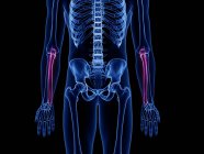 Ulna bones in skeleton of human body, computer illustration. — Stock Photo