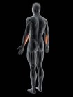 Абстрактное мужское тело с детальной мышцей локтевой кости Flexor, компьютерная иллюстрация
. — стоковое фото