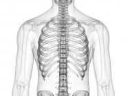 Тораксні кістки в рентгенівській цифровій ілюстрації людського тіла . — стокове фото