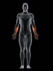 Cuerpo masculino abstracto con músculo Flexor digitorum superficialis detallado, ilustración por ordenador . - foto de stock
