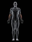 Мужское тело с видимым цветным Extensor carpi лучевая мышца, компьютерная иллюстрация
. — стоковое фото