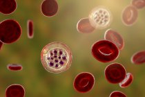 Plasmodium vivax protozoi e globuli rossi, illustrazione digitale . — Foto stock