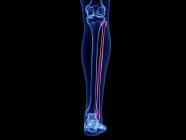 Fibula bone in transparent human body, computer illustration. — Stock Photo