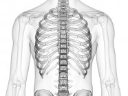 Thorax-Knochen im Röntgenbild des menschlichen Körpers. — Stockfoto