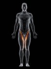 Abstrakter männlicher Körper mit detailliertem Sartorius-Muskel, Computerillustration. — Stockfoto