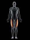 Абстрактне чоловіче тіло з детальним м'язами Васта Латераліса, комп'ютерна ілюстрація . — стокове фото