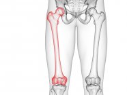 Pernas do esqueleto masculino com ossos visíveis do fémur, ilustração do computador . — Fotografia de Stock