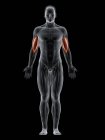 Чоловіче тіло з видимим кольоровим м'язами Брахіаліса, комп'ютерна ілюстрація . — стокове фото