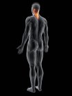 Figura masculina abstracta con músculo detallado de la capitis del splenius, ilustración de la computadora . - foto de stock