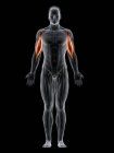 Männlicher Körper mit sichtbarem farbigen Bizepsmuskel, Computerillustration. — Stockfoto
