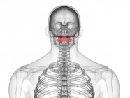 Мужская часть скелета с видимыми атласными позвонками, компьютерная иллюстрация . — стоковое фото