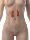 Weibliche anatomische Figur mit detaillierten Nieren, digitale Illustration. — Stockfoto