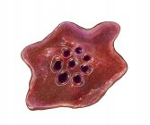 Plasmodium ovale protozoário, ilustração digital . — Fotografia de Stock