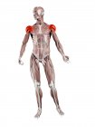 Figura física masculina con músculo Deltoide detallado, ilustración digital . - foto de stock