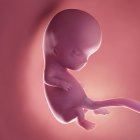 Foetus humain à la semaine 10, illustration numérique réaliste . — Photo de stock