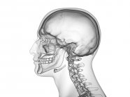 Silueta masculina abstracta con cráneo humano visible, vista lateral, ilustración por computadora . - foto de stock