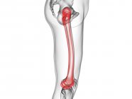 Чоловіча скелетна нога з видимою кісткою стегнової кістки, комп'ютерна ілюстрація . — стокове фото