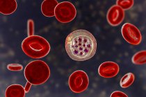 Plasmodium vivax protozoan всередині червонокрівців, цифрове зображення. — стокове фото
