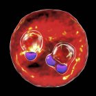 Protozoo Plasmodium falciparum cell, agente causal de la malaria tropical, ilustración digital . - foto de stock