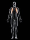 Абстрактное мужское тело с детализированной передней мышцей Serratus, компьютерная иллюстрация
. — стоковое фото