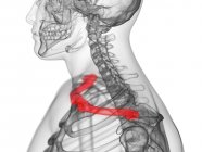 Прозрачный человеческий силуэт и скелет с детальной ключицей, компьютерная иллюстрация . — стоковое фото
