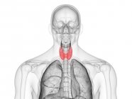 Figura masculina abstracta que muestra la glándula tiroides de color, ilustración por computadora . - foto de stock