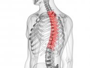 Abstract male silhouette with visible thoracic spine, computer illustration. — Stock Photo