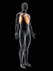 Figura maschile astratta con dettagliato muscolo anteriore Serratus, illustrazione digitale . — Foto stock