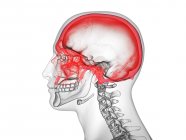 Silueta masculina transparente con huesos de cráneo de colores, ilustración por computadora . - foto de stock