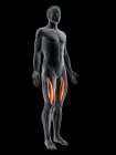 Figura masculina abstracta con músculo Vastus intermedius detallado, ilustración digital . - foto de stock