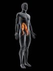 Figure masculine abstraite avec muscle majeur détaillé Psoas, illustration numérique . — Photo de stock