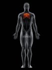 Мужское тело с видимой цветной ромбовидной мышцей, компьютерная иллюстрация . — стоковое фото