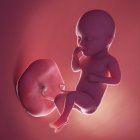 Реалістичний людський плід на 34 тижні, комп'ютерна ілюстрація . — стокове фото