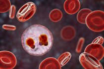 Protozoário Plasmodium falciparum, agente causador da malária tropical nos glóbulos vermelhos, ilustração digital . — Fotografia de Stock
