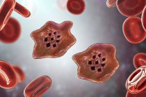 Plasmodium ovale protozoaires parasites et globules rouges en circulation, illustration informatique . — Photo de stock