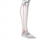 Fibula bone in skeleton of human body, computer illustration. — Stock Photo