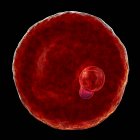 Plasmodium malariae protozoan parasite, digital illustration. — стокове фото
