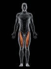 Cuerpo masculino abstracto con músculo recto femoral detallado, ilustración por computadora . - foto de stock