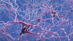 Комп'ютерна ілюстрація нейронів (нервових клітин), які зв'язуються з іншими клітинами за допомогою синапсових з'єднань — стокове фото
