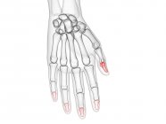 Male skeleton hand with visible distal phalanges, computer illustration. — Stock Photo