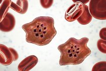 Plasmodium ovale protozoos parásitos y glóbulos rojos en flujo, ilustración por ordenador . - foto de stock