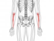 Ulnenknochen im Skelett des menschlichen Körpers, Computerillustration. — Stockfoto